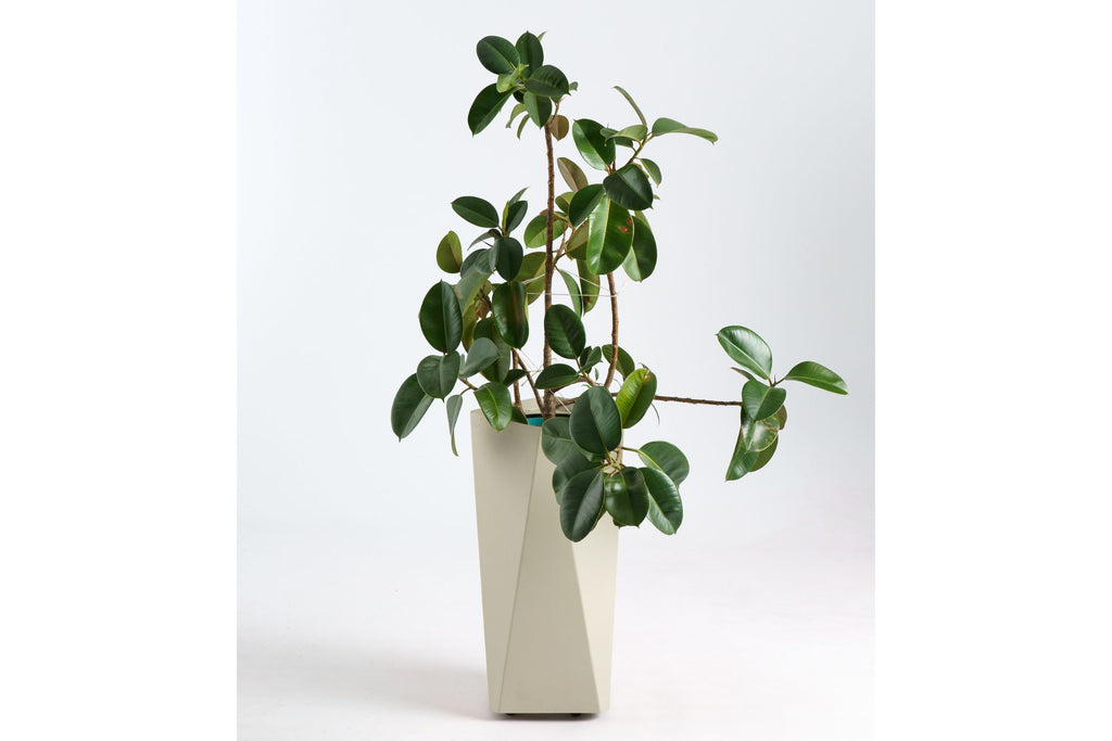 KINO Designer Gartenpflanztopf S von GARDA mit Pflanze